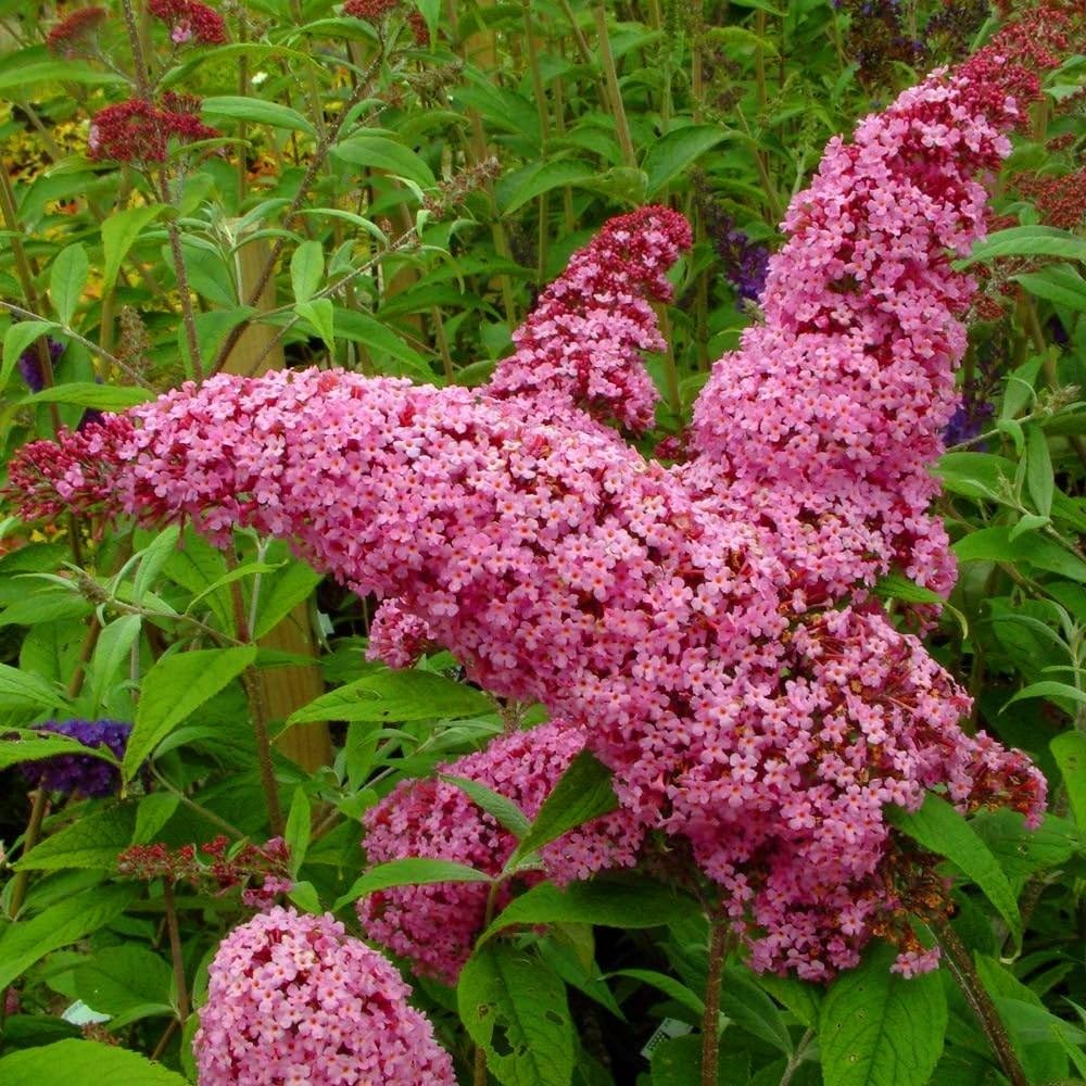 Pink Buddleia Butterfly Bush Flower seeds blooming in flower beds, containers, borders, and pollinator-friendly gardens