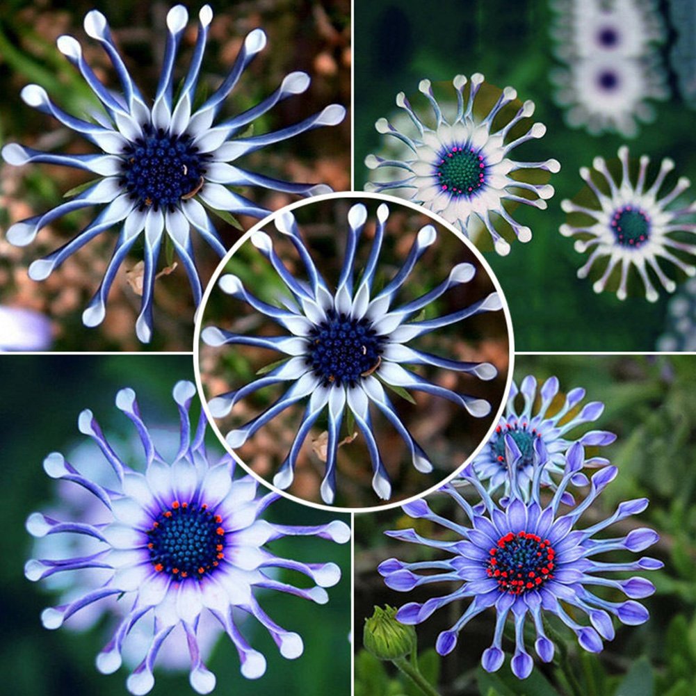Blue Daisy Seeds for Planting flower bed home garden