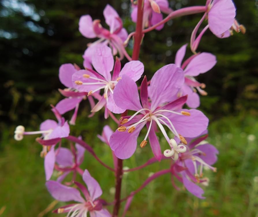 Epilobium Angustifolium Willowherb Seeds for Wildflower Perennial Garden