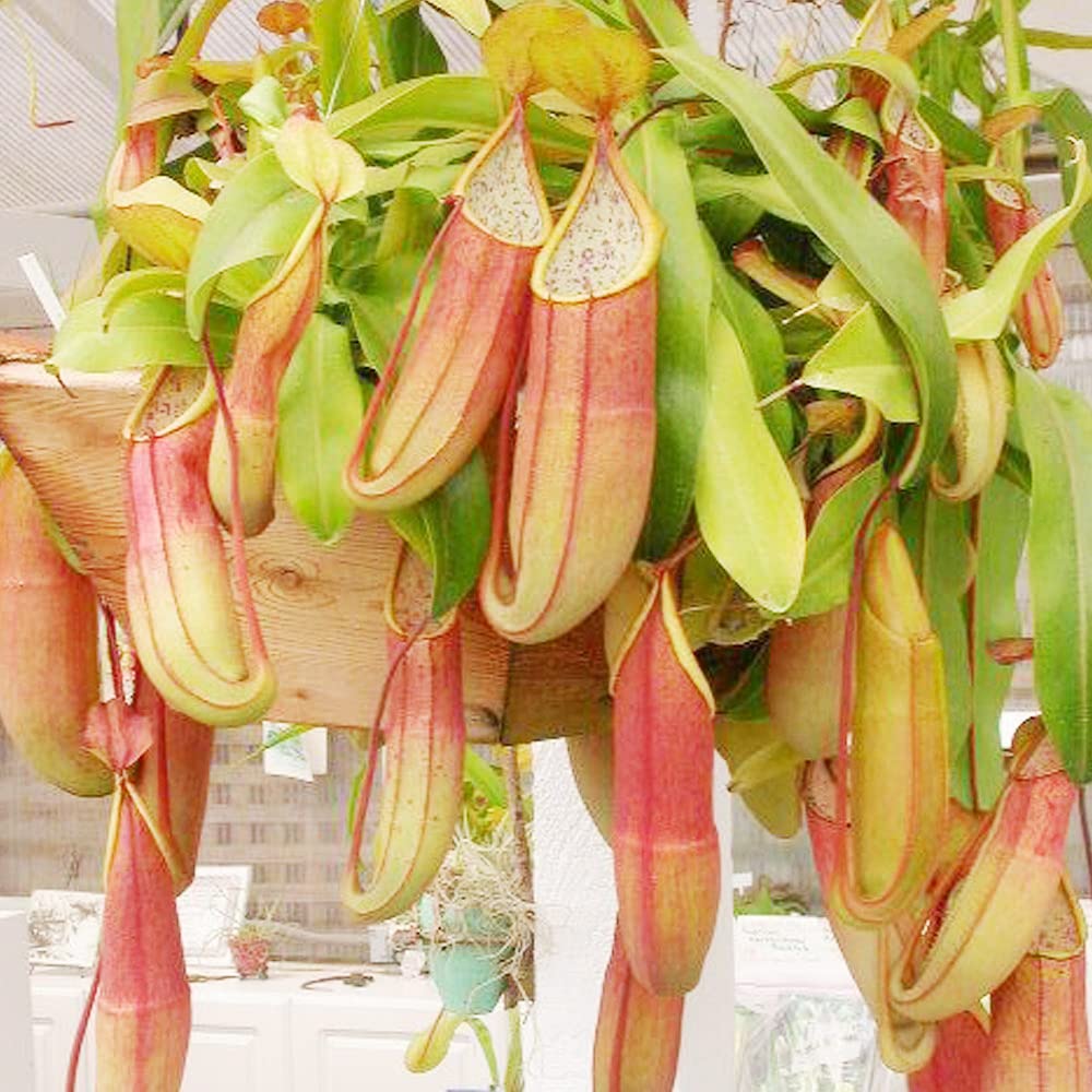Nepenthes Nepenthes spp. Seeds for Planting - Perfect for Home Garden & Flower Bed