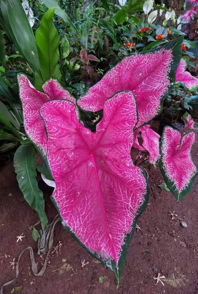 Pink Thailand Caladium Flower Seeds for Planting Compact Growth Heirloom & GMO Free Seeds for Home Garden
Sale