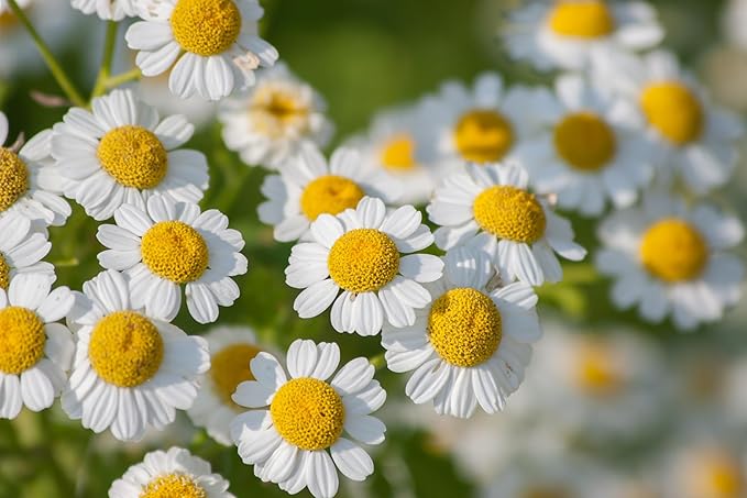 Feverfew Seeds for Medicinal Herb Plants