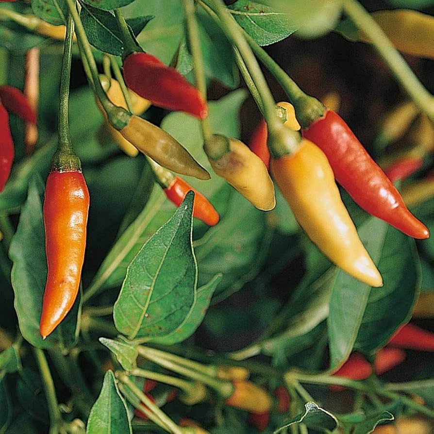 Tabasco Pepper Seeds Capsicum frutescens for Planting in Vegetable Patch and Urban Garden