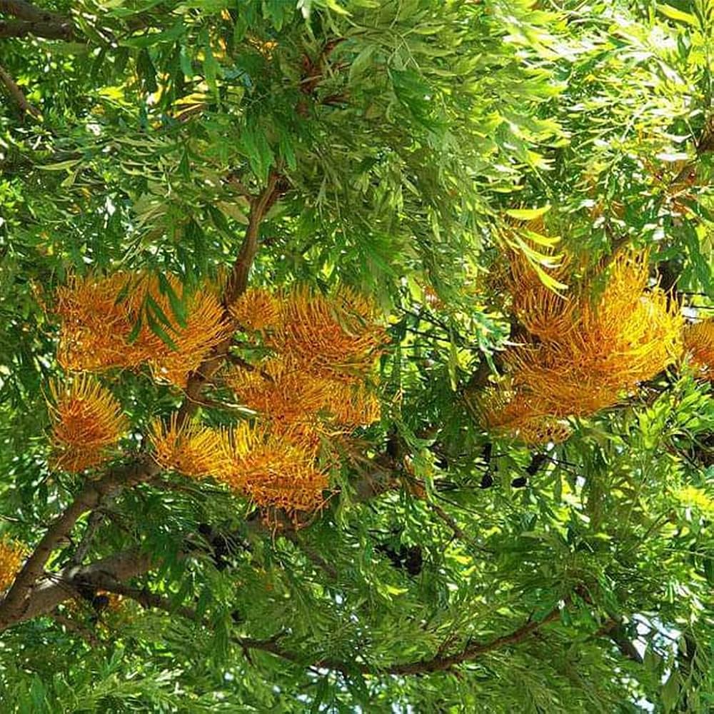 Evergrowseeds Grevillea flower seeds for planting in tropical gardens, showing 20 seed packets with vibrant seed images.