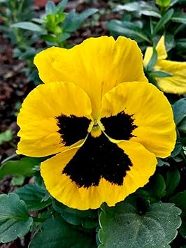 Yellow Pansy Flower seeds for Planting - Perfect for Borders, Heirloom & GMO Free Seeds for Home Garden
Sale seeds for home garden