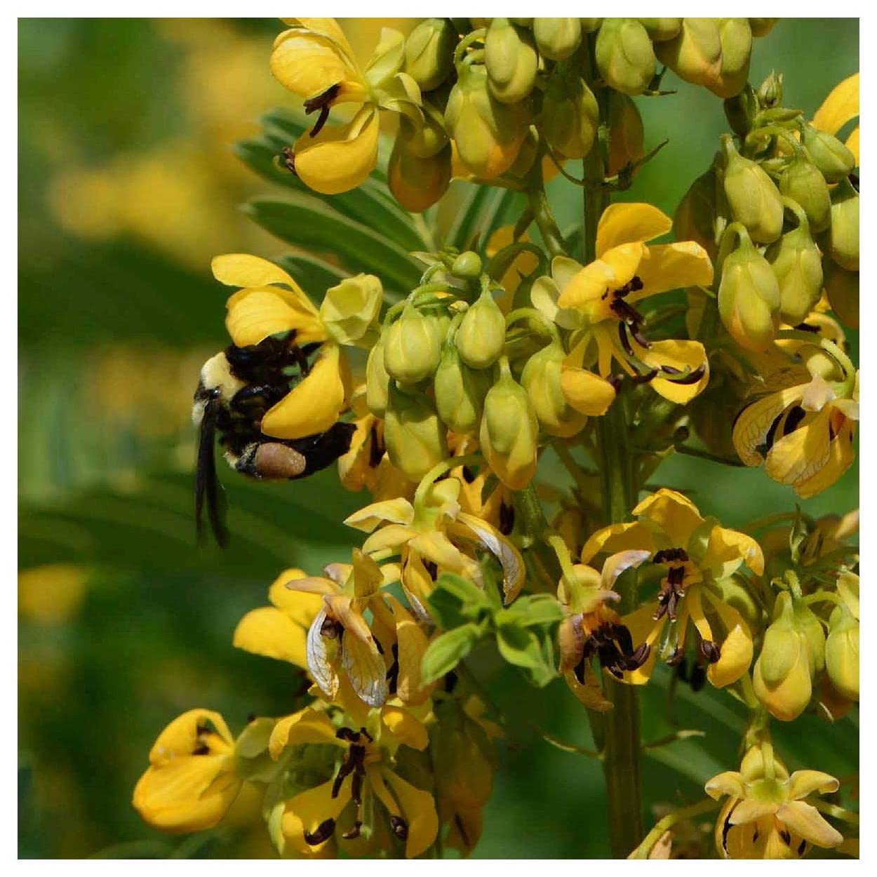 Wild Senna Senna hebecarpa Seeds for Planting - Ideal for Flower Bed & Home Garden