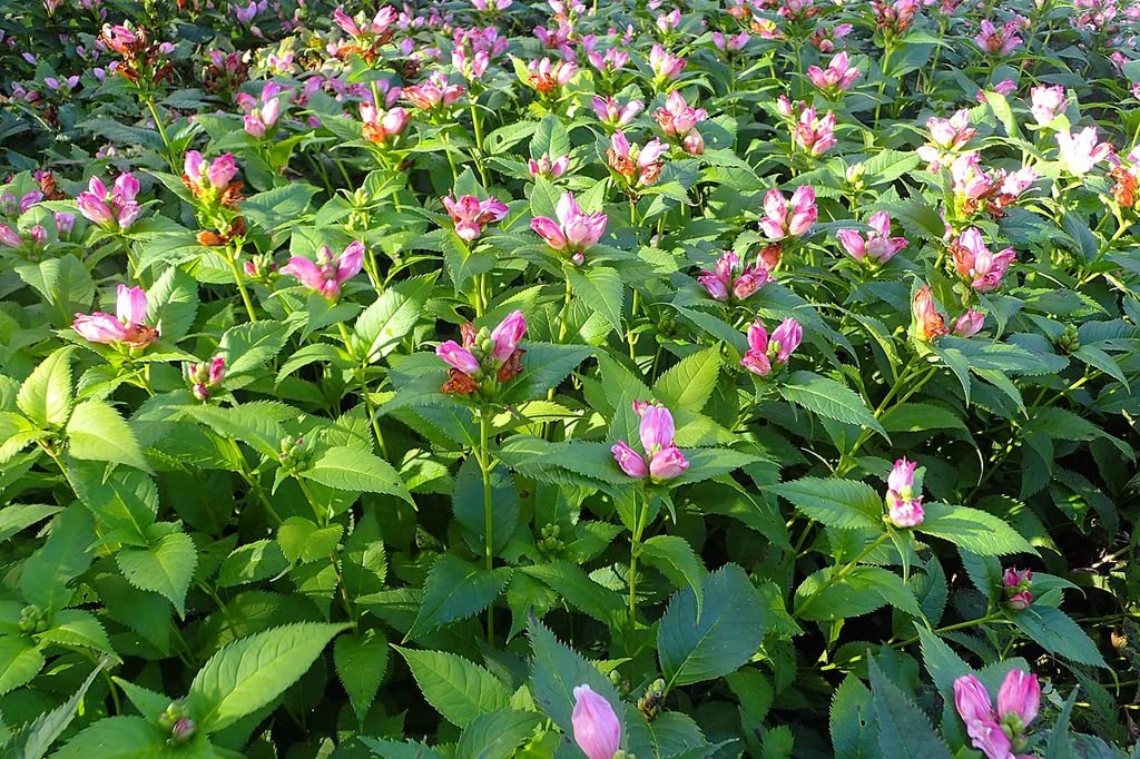 Turtlehead Seeds for Planting Chelone obliqua for flower beds and damp gardens