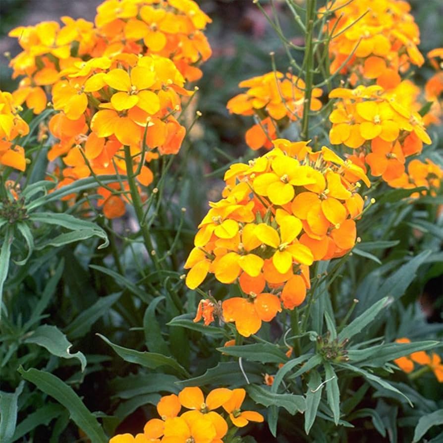 Siberian Wallflower Cheiranthus allionii for planting in rock garden