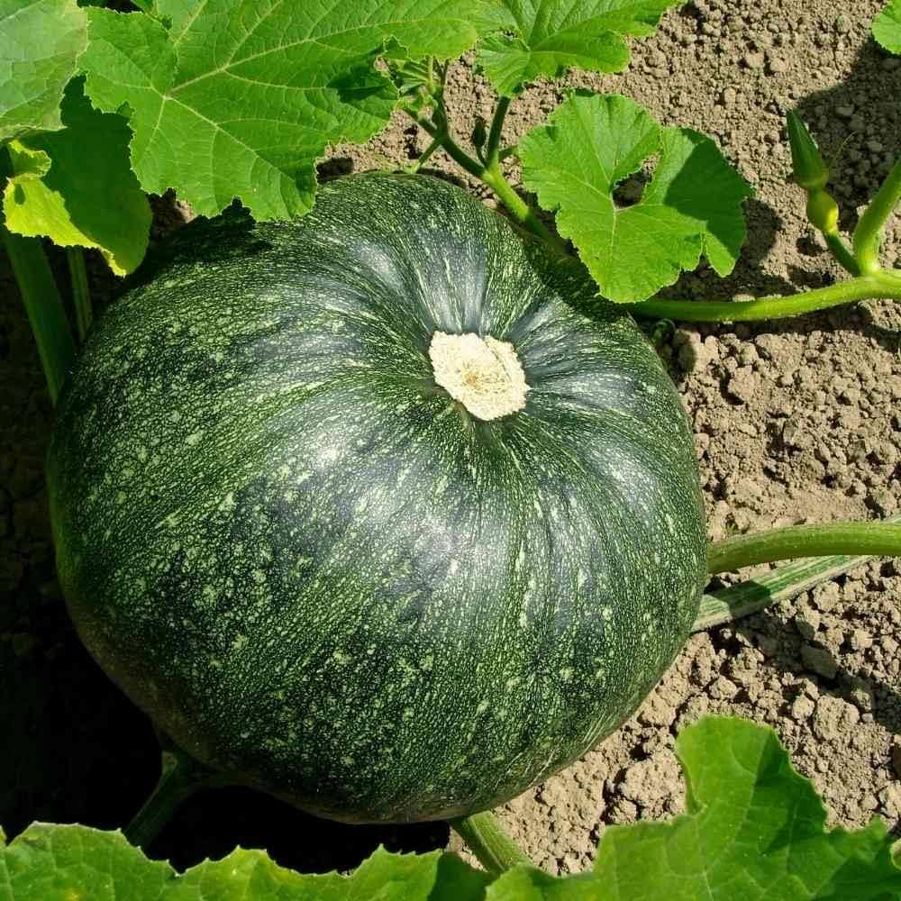 Calabaza Pumpkin Seeds for Planting Cucurbita moschata for large vegetable gardens and open plots