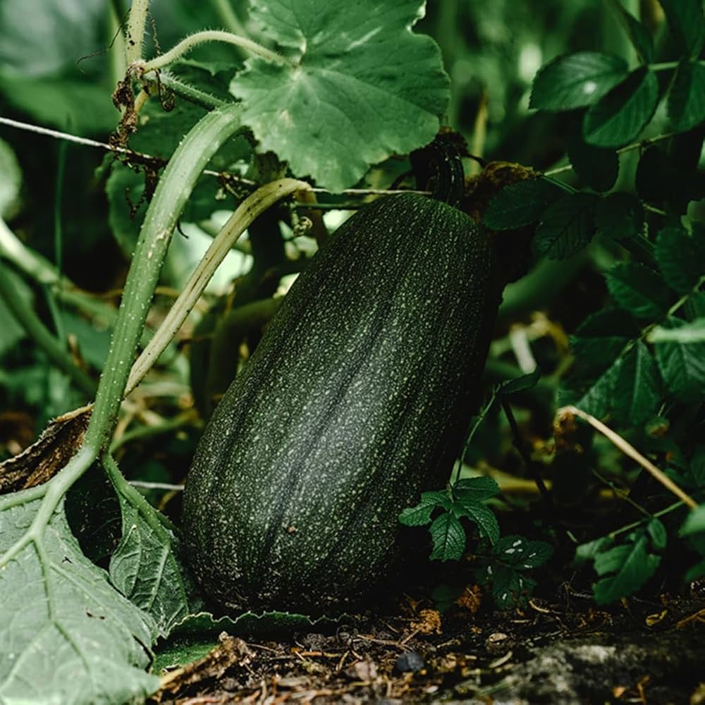 Long Pie Pumpkin Cucurbita pepo Seeds for Planting in Vegetable Patch