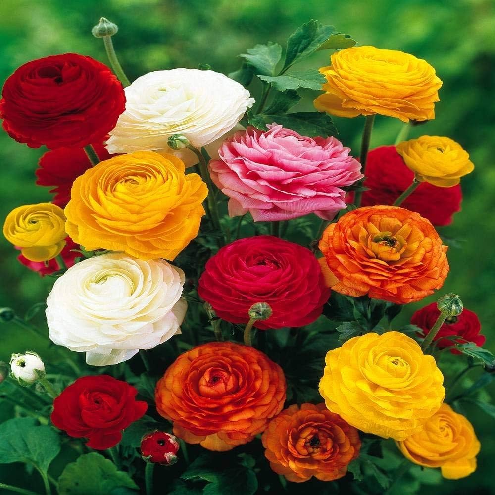 Ranunculus Persian Buttercup Flower seeds for Planting - Sun Loving, Heirloom & GMO Free Seeds for Home Garden