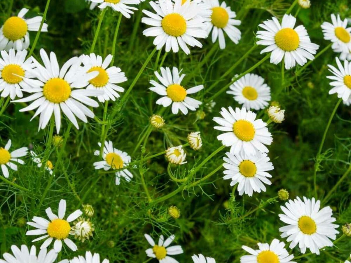 Chamomile Flower seeds for Planting - Hardy Variety, Heirloom & GMO Free Seeds for Home Garden
Sale seeds for home garden
