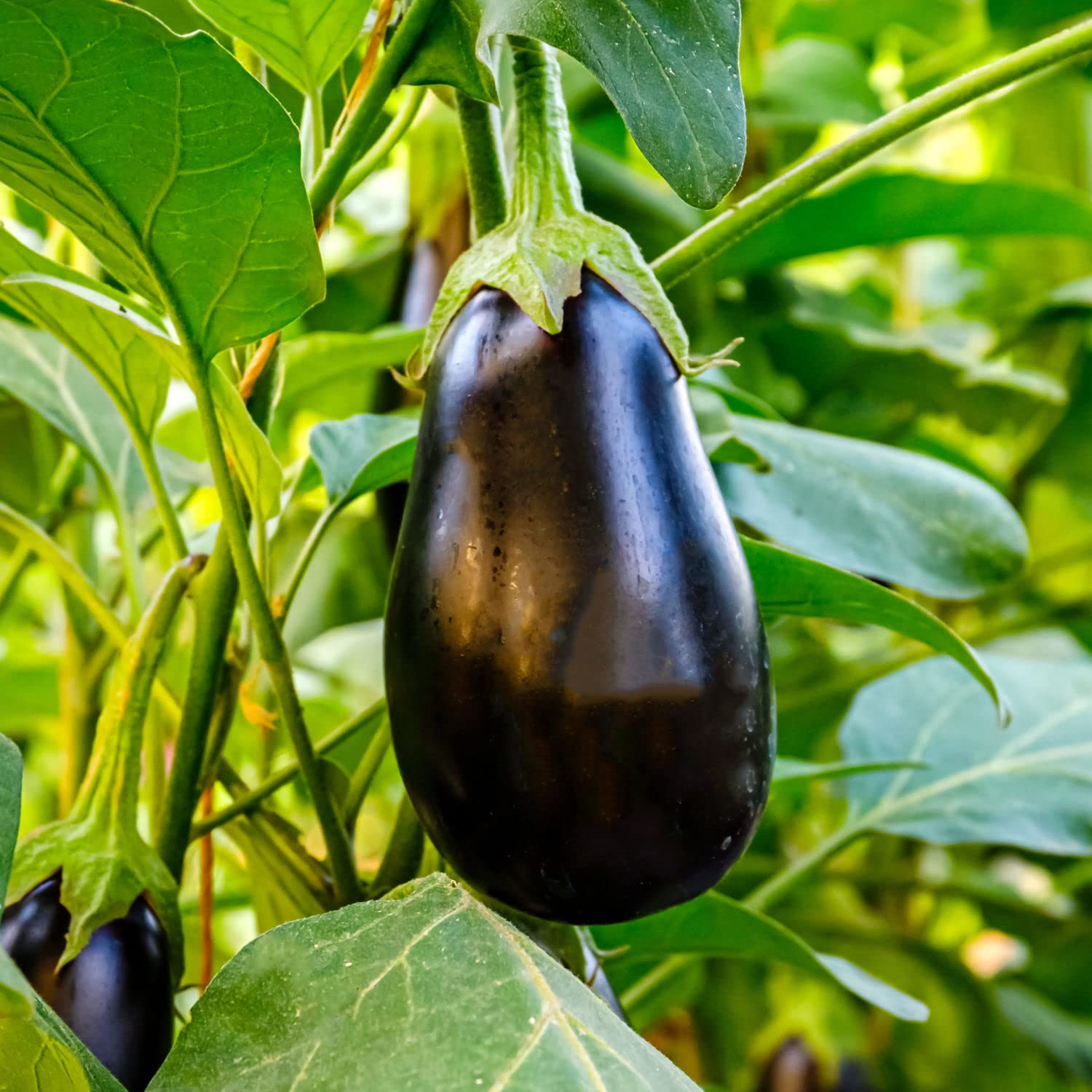 Black Eggplant Vegetable Seeds for Planting | Grow Delicious Eggplants at Home