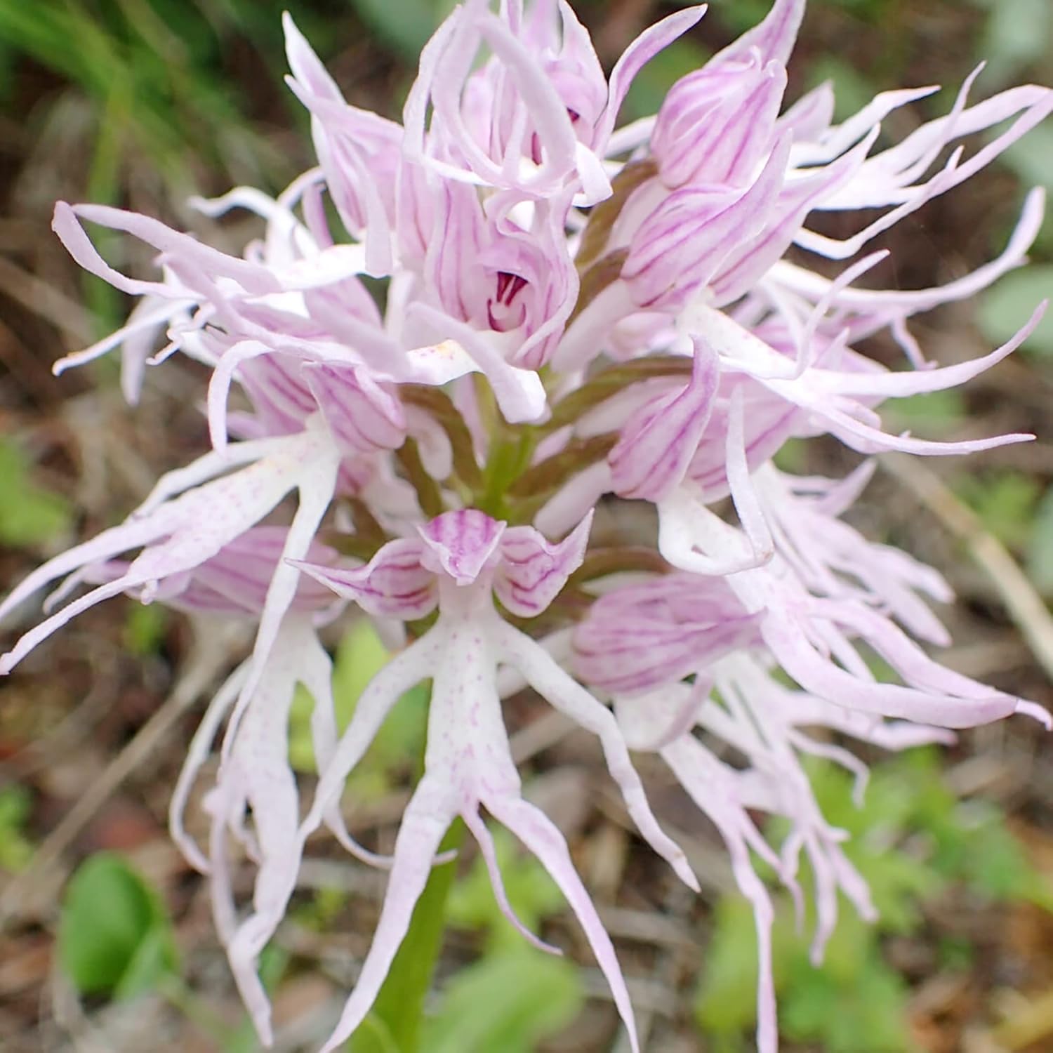 Orchid Seeds Orchis Italica Italian Fascinating And Unique Species Of Distinctive Intriguing Flower