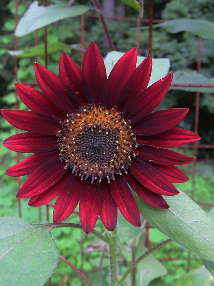 Sunflower Velvet Queen Helianthus annuus Seeds for Planting Pollinator Garden
