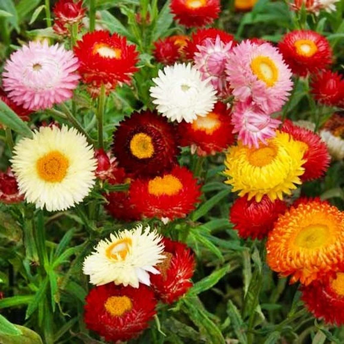 Mix Helianthemum Flower seeds blooming in flower beds, containers, borders, and pollinator-friendly gardens