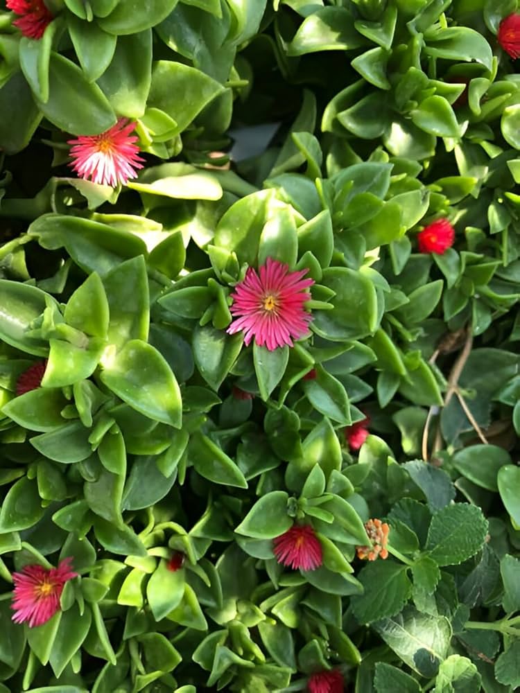 Rose Aptenia Flower seeds for Planting - Easy to Grow, Heirloom & GMO Free Seeds for Home Garden