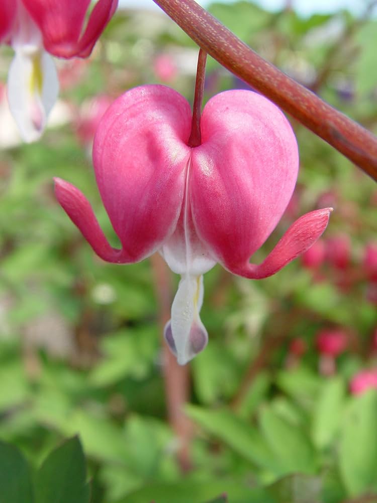 Bleeding Heart Dicentra Spectabilis Seeds for Planting Outdoor Garden Shade Area