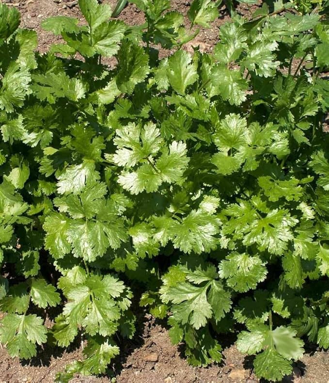 Coriander Coriandrum Sativum Seeds for Planting in Herb Garden & Vegetable Patch