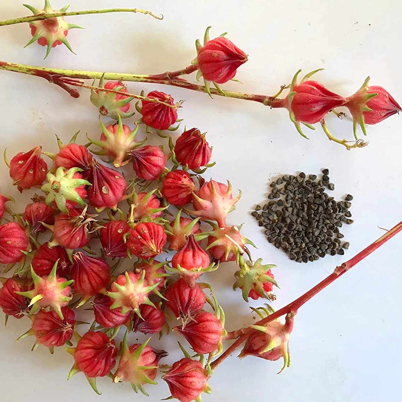 Roselle Hibiscus Sabdariffa Seeds for Planting Edible Garden Herbal Patch