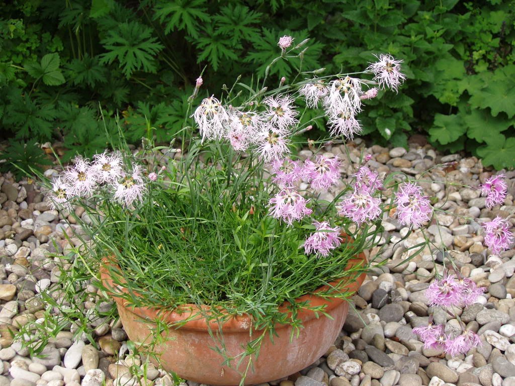 Superb Pink Dianthus spp. Seeds for Planting - Ideal for Flower Bed & Cottage Garden