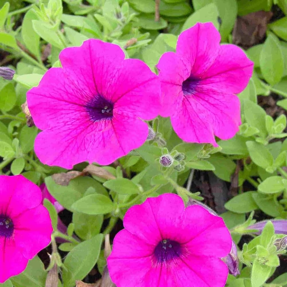 Celebrity Niagara Petunia Seeds for Hanging Baskets Balcony Pots