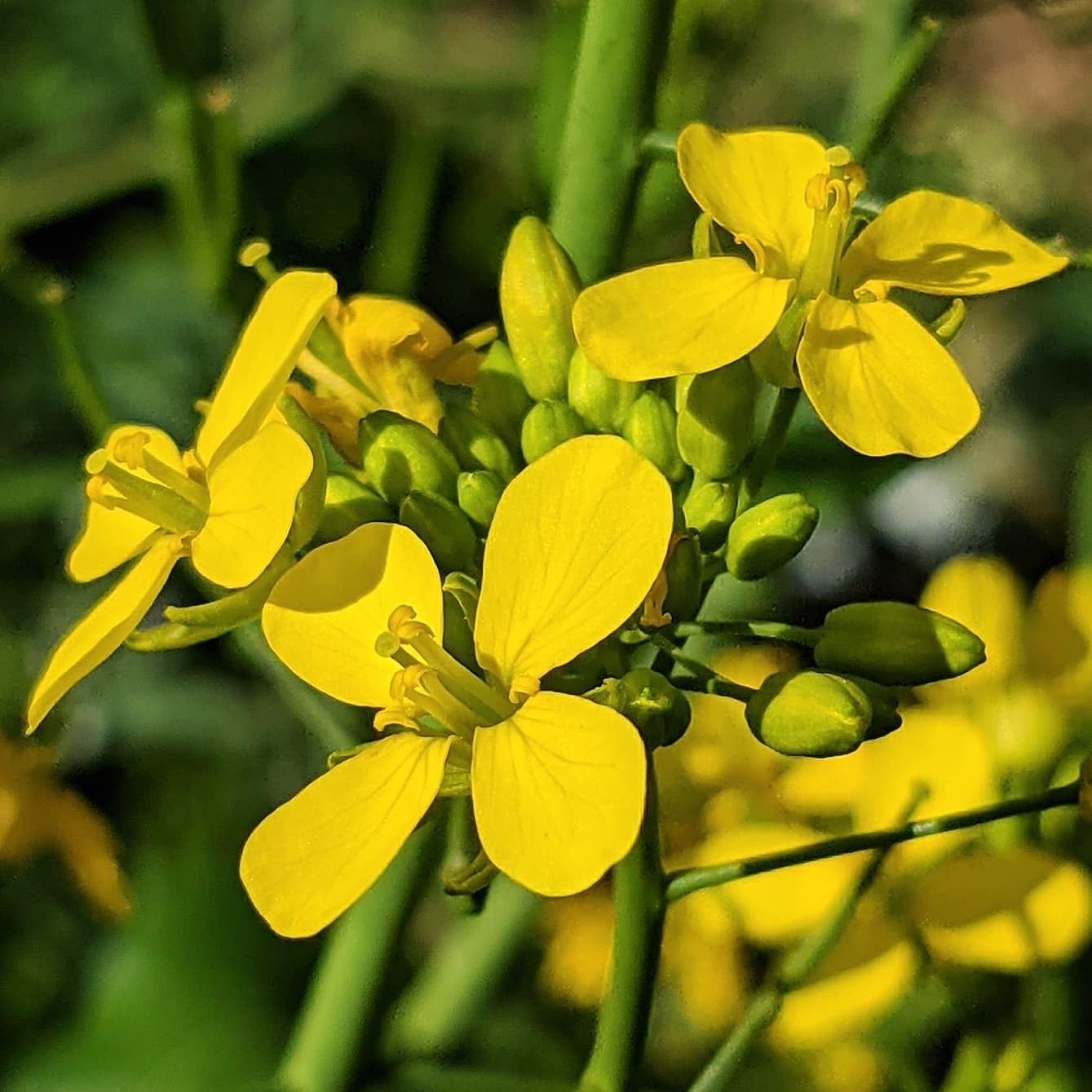 Wikipedia Flower seeds for Planting - Wildflower Mix, Heirloom & GMO Free Seeds for Home Garden