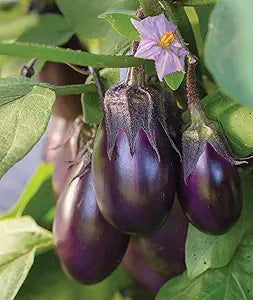 Eggplant Solanum melongena Vegetable Seeds for Planting in Vegetable Patch & Garden