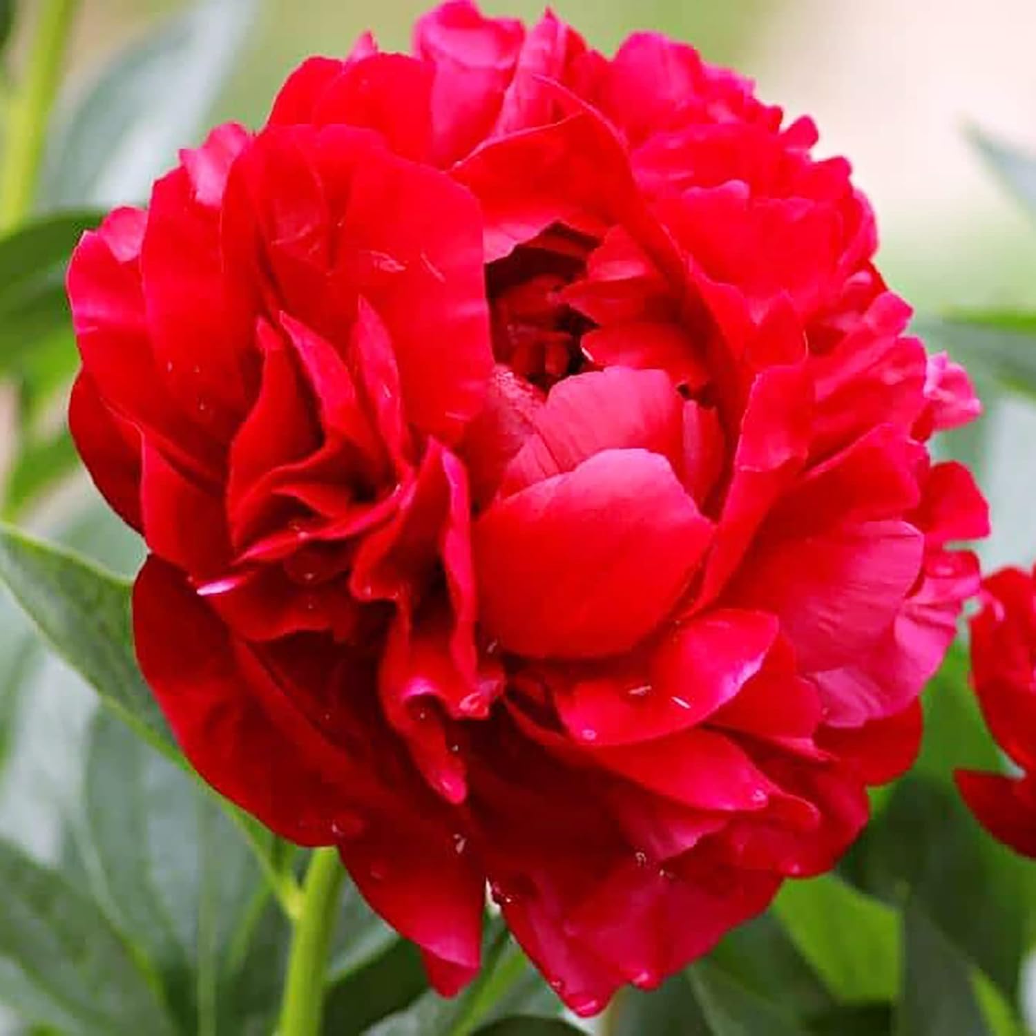 Peony Seeds Popular And Well-Loved Flowering Perennial Plant Large Showy Fragrant Blooms