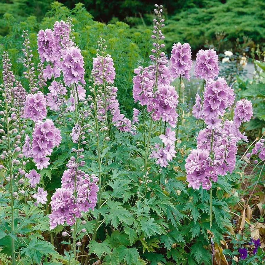 Delphinium Elatum Pink Mix Seeds for Planting Flower Borders Home Garden