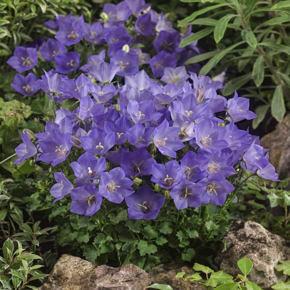 Bellflower Seeds for Planting Campanula Carpatica flower bed rock garden