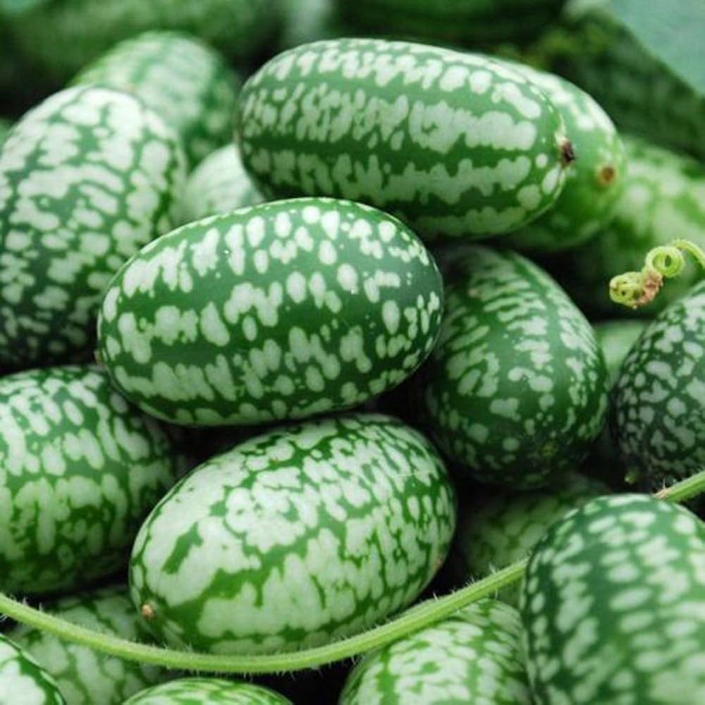 Mini Pepquino Watermelon Seeds for Planting Citrullus lanatus for vegetable patches and edible landscapes