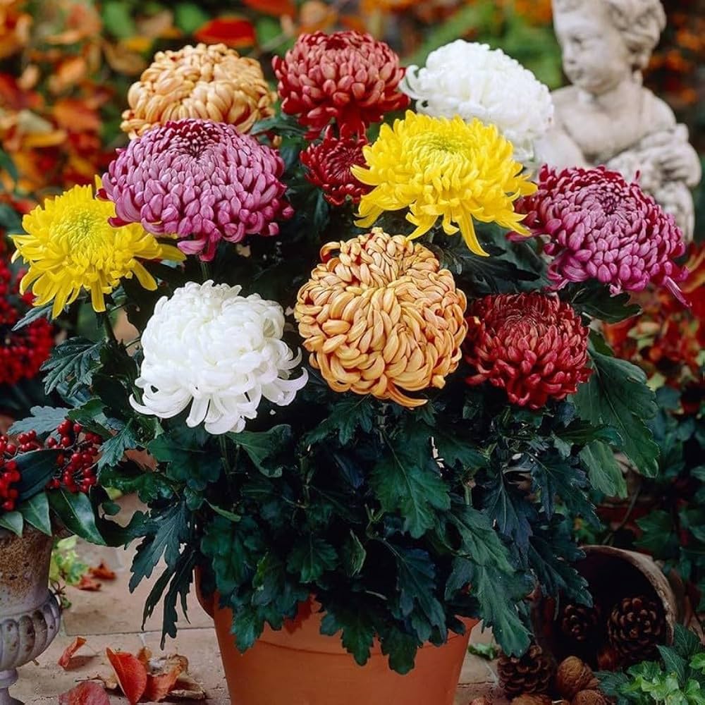 Yellow Red Chrysanthemum Flower seeds for Planting - Seasonal Bloomer, Heirloom & GMO Free Seeds for Home Garden