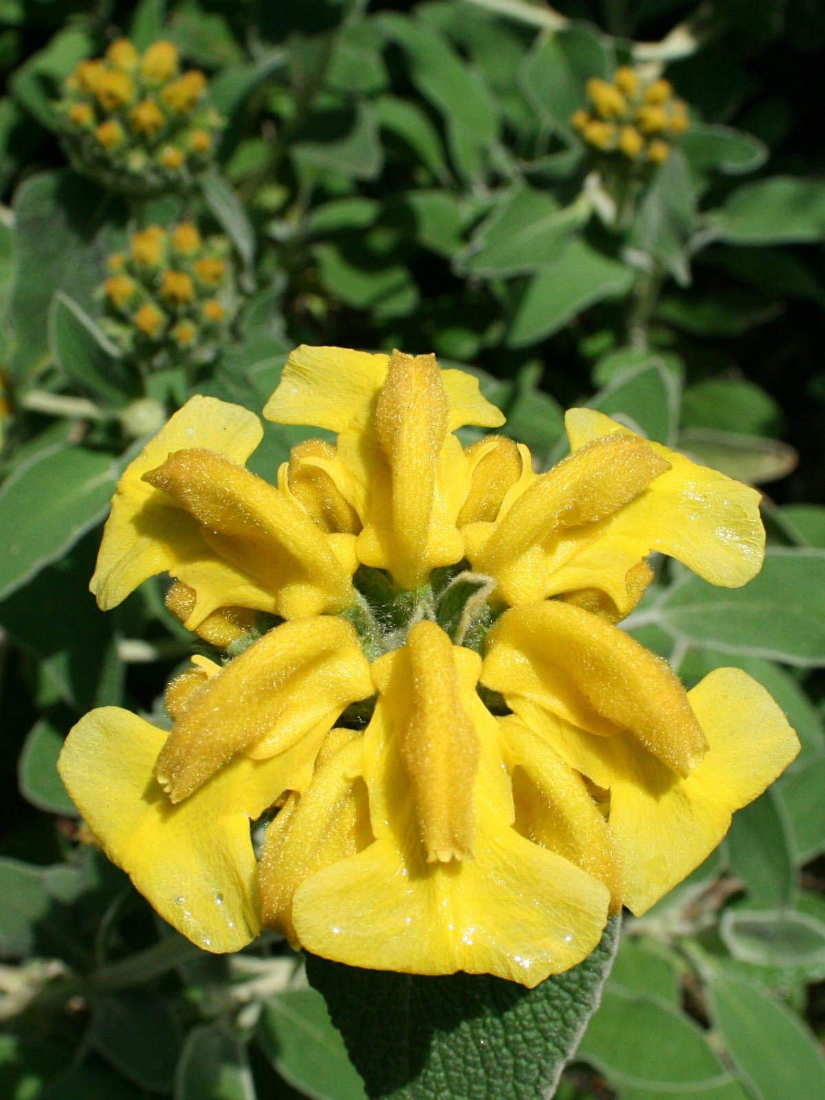 Jerusalem Sage Phlomis fruticosa Seeds for Planting - Perfect for Herb Garden & Vegetable Patch - Evergrowseeds