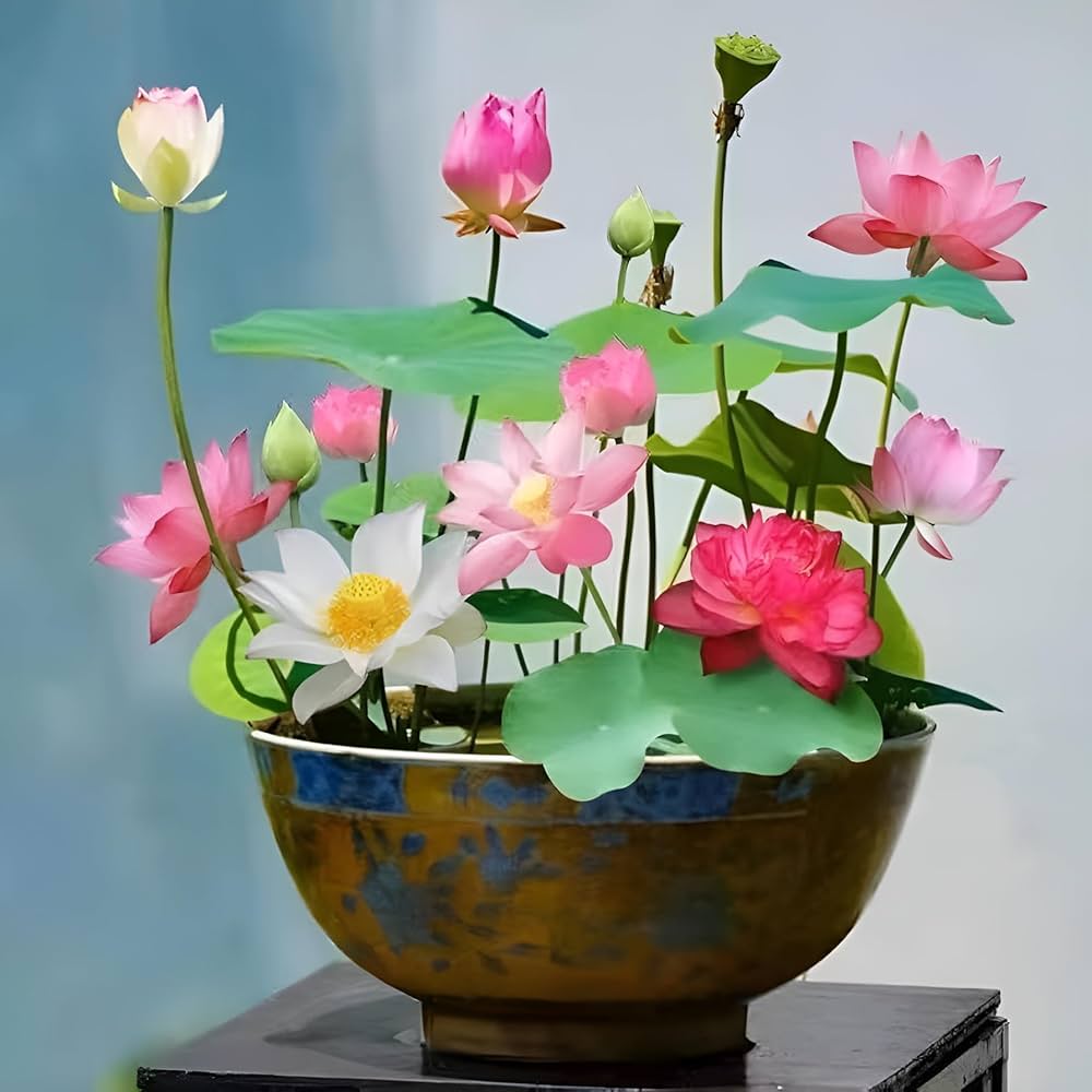 Loto Flower Nelumbo Nucifera Seeds for planting in flower bed