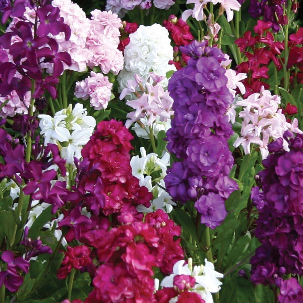 Matthiola Incana Multi-Colour Flower seeds for Planting - Vibrant Colors, Heirloom & GMO Free Seeds for Home Garden