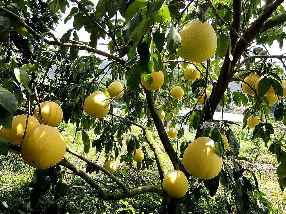 Yellow Pomelo Fruit Seeds Planting Guide