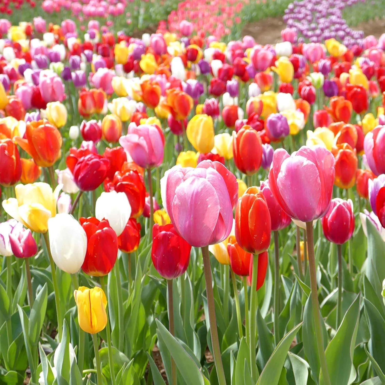 Pink Tulip Seeds for Planting - Vibrant Spring Blooms - Evergrowseeds