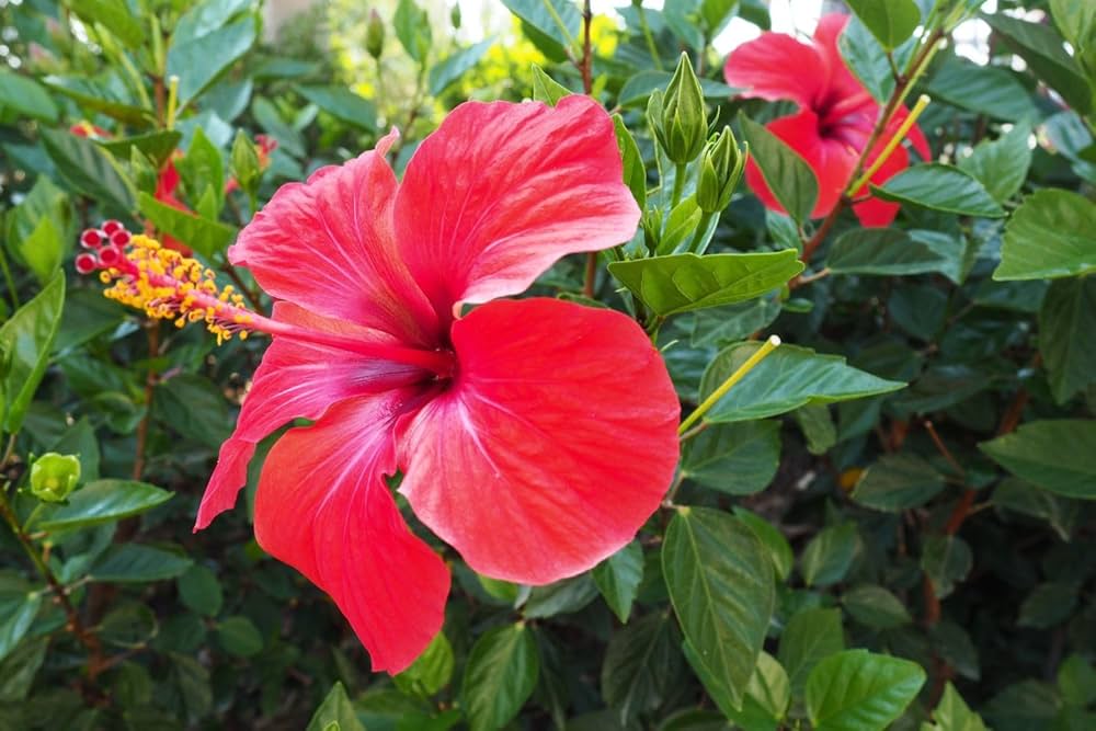 Mini Ballerina Hibiscus Seeds for Planting Hibiscus rosa-sinensis for flower beds and tropical gardens