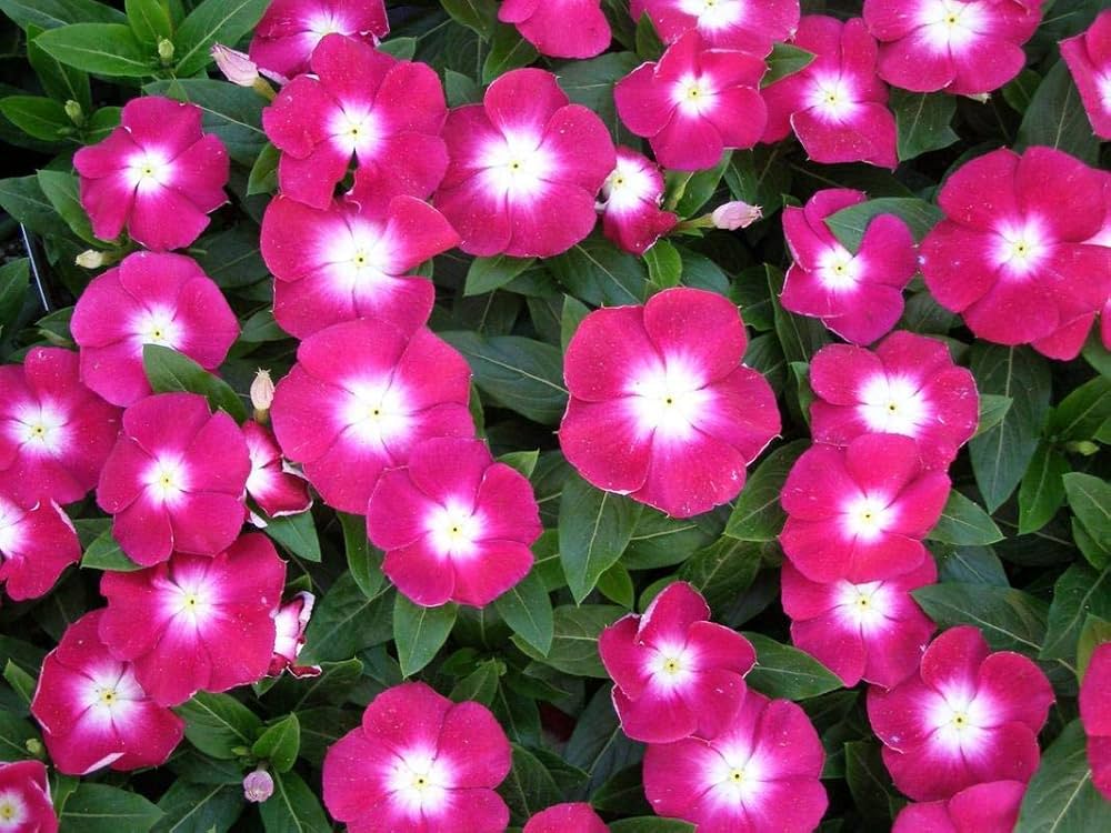 Rose Halo Periwinkle Seeds – Fragrant Vinca Annual with Rosy Accents