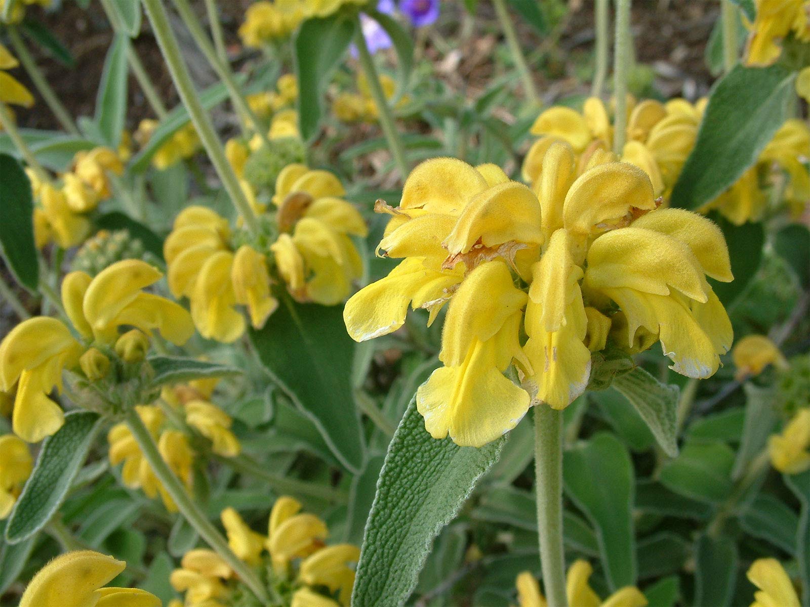 Jerusalem Sage Phlomis fruticosa Seeds for Planting - Perfect for Herb Garden & Vegetable Patch - Evergrowseeds