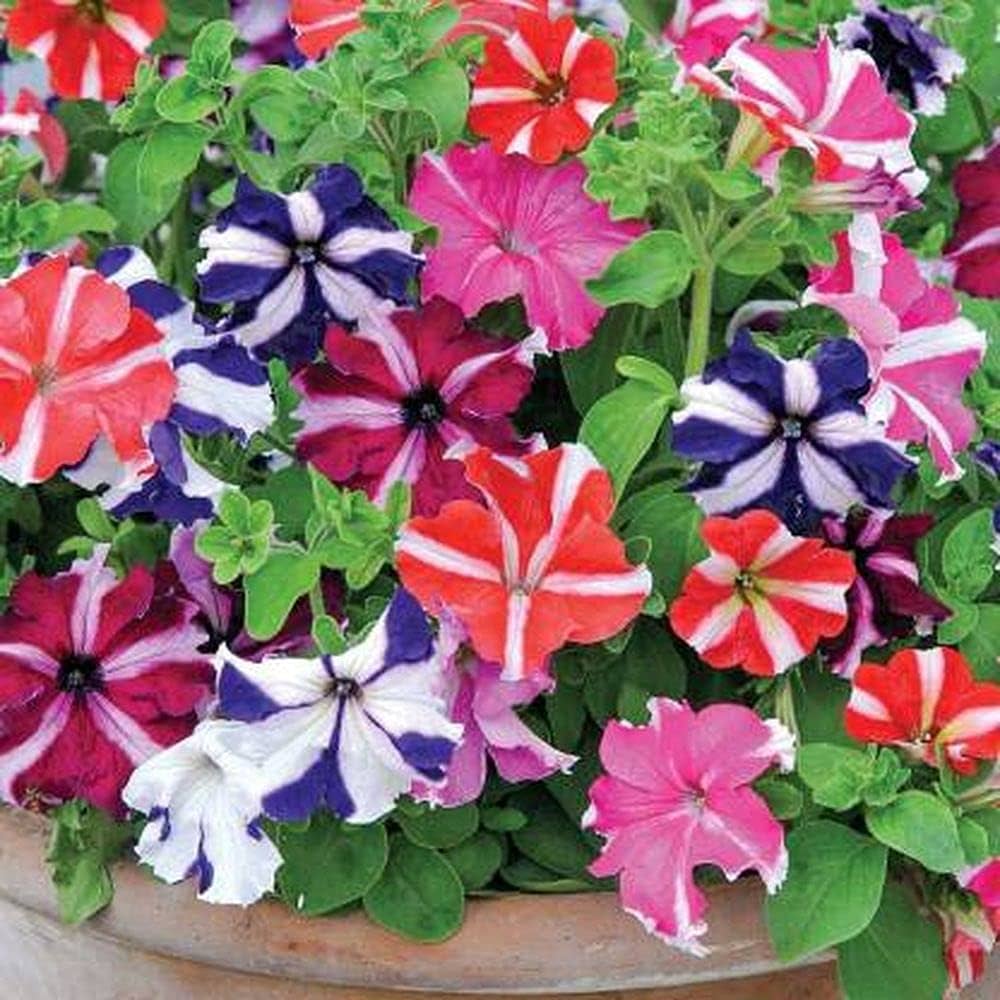 Petunia Hybrid Grandiflora Flower Seeds