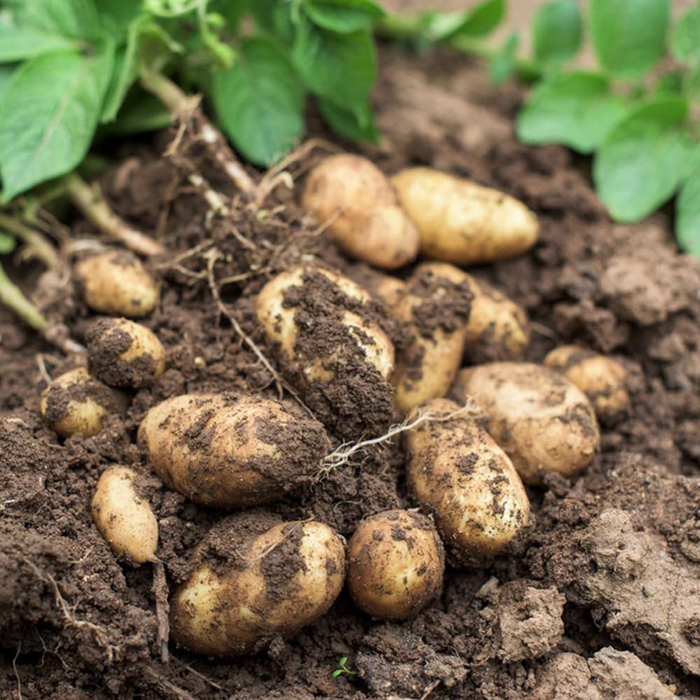 Yukon Potato Solanum tuberosum Seeds for Planting in Vegetable Patch