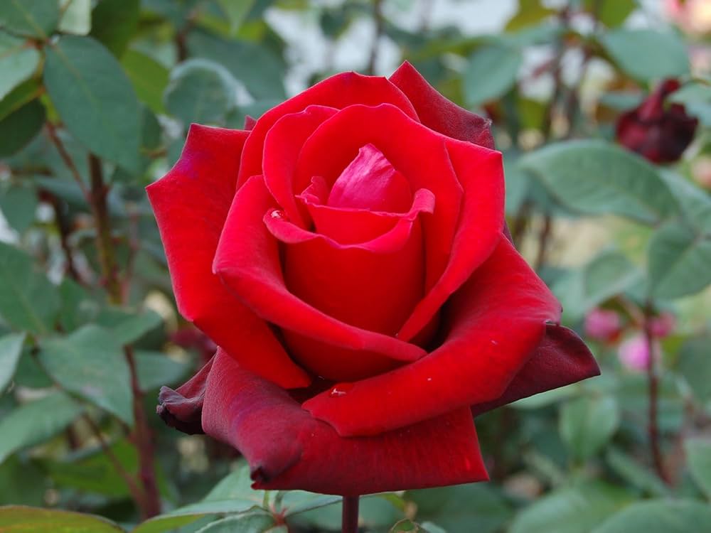 Rose Tree Standard Rosa Flower Seeds for Planting