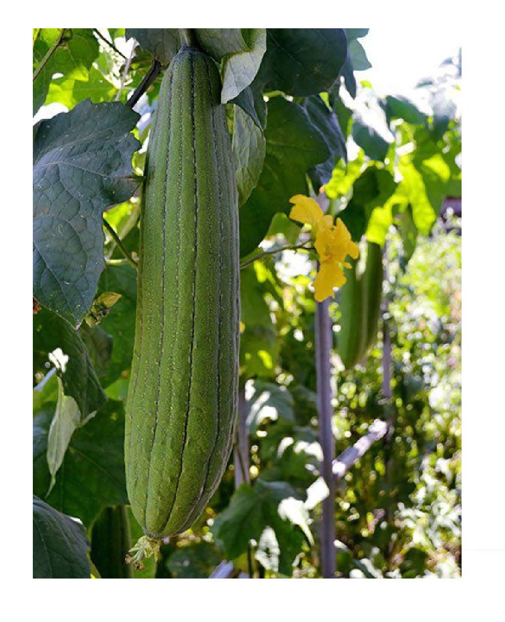 Cream Luffa Seeds for Planting Grow Delicious Luffa Vegetables