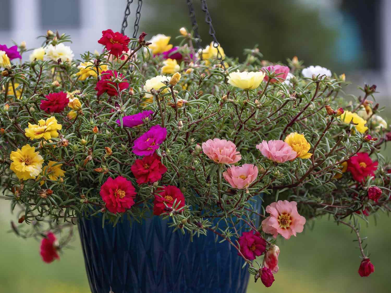 Mixed Portulaca Flower seeds for Planting - Colorful Display, Heirloom & GMO Free Seeds for Home Garden