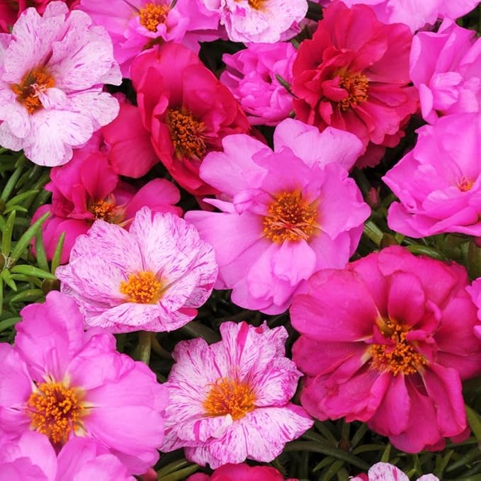 Ruby Jewel Moss Rose Portulaca Seed for Plantings for Planting for Bright, Vibrant Moss Roses Heirloom Non-GMO Seeds