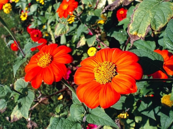Red Mexican Sunflower Seeds for Bold Red Blooms