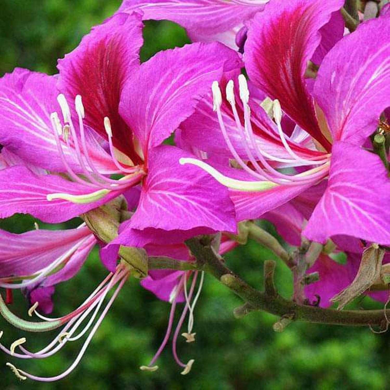 Purple Orchid Baum Samen, Bauhinia Purpurea