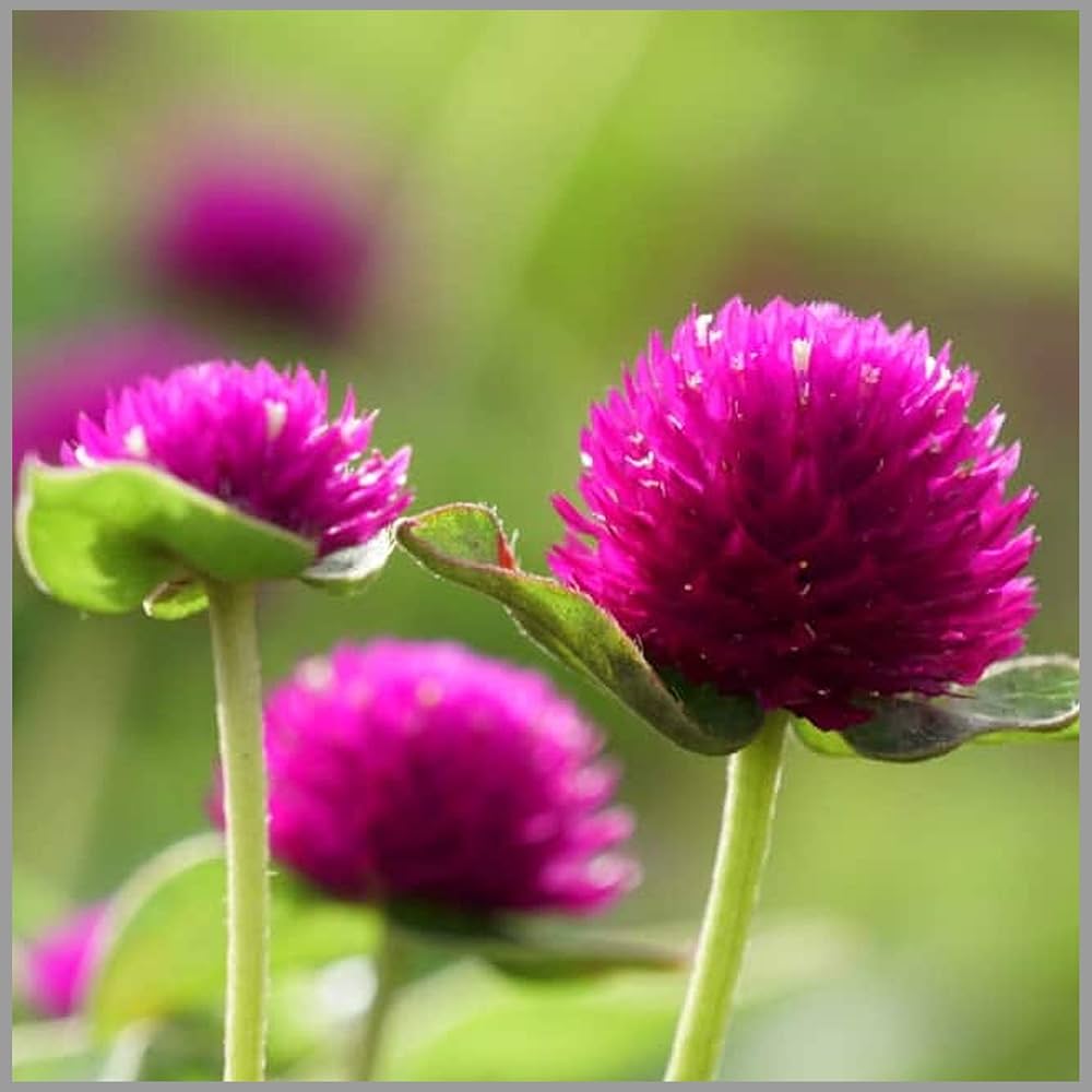 Gomphrena Higro Lila Seeds for Planting Heat-Tolerant Annual Flowers